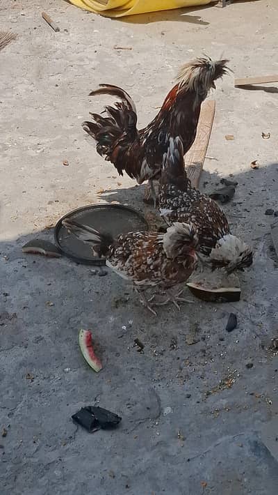 Tolbent polish egg laying set available