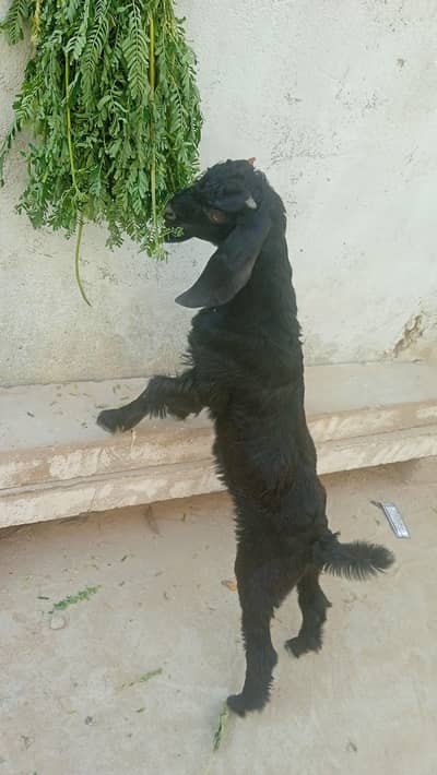 black baby goat hai