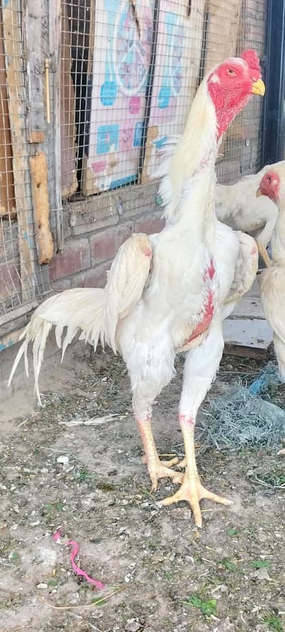 excellent quality jarman shamo breedar male foresale