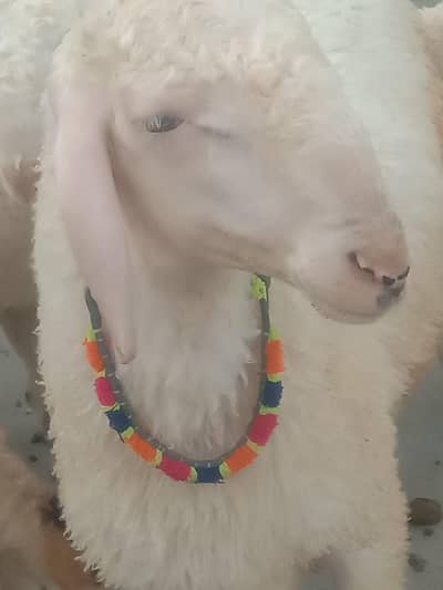 “Pink Sheep for Sale”