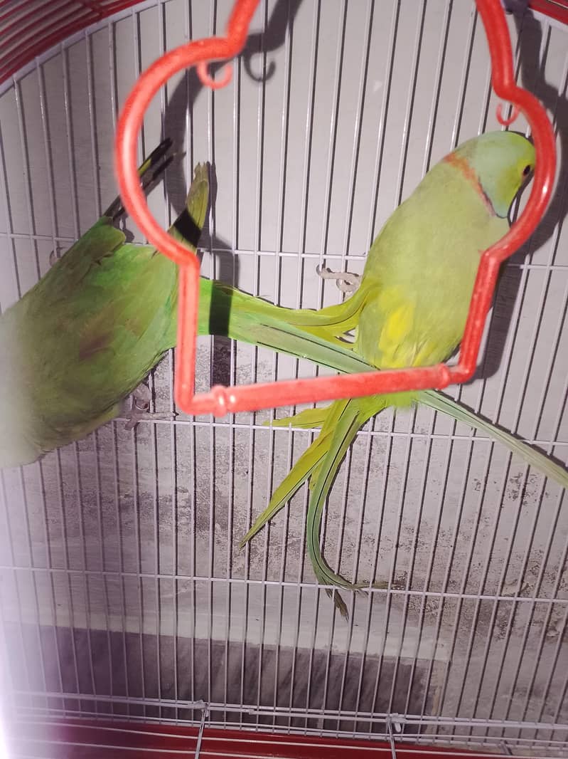 ring nick pair 0