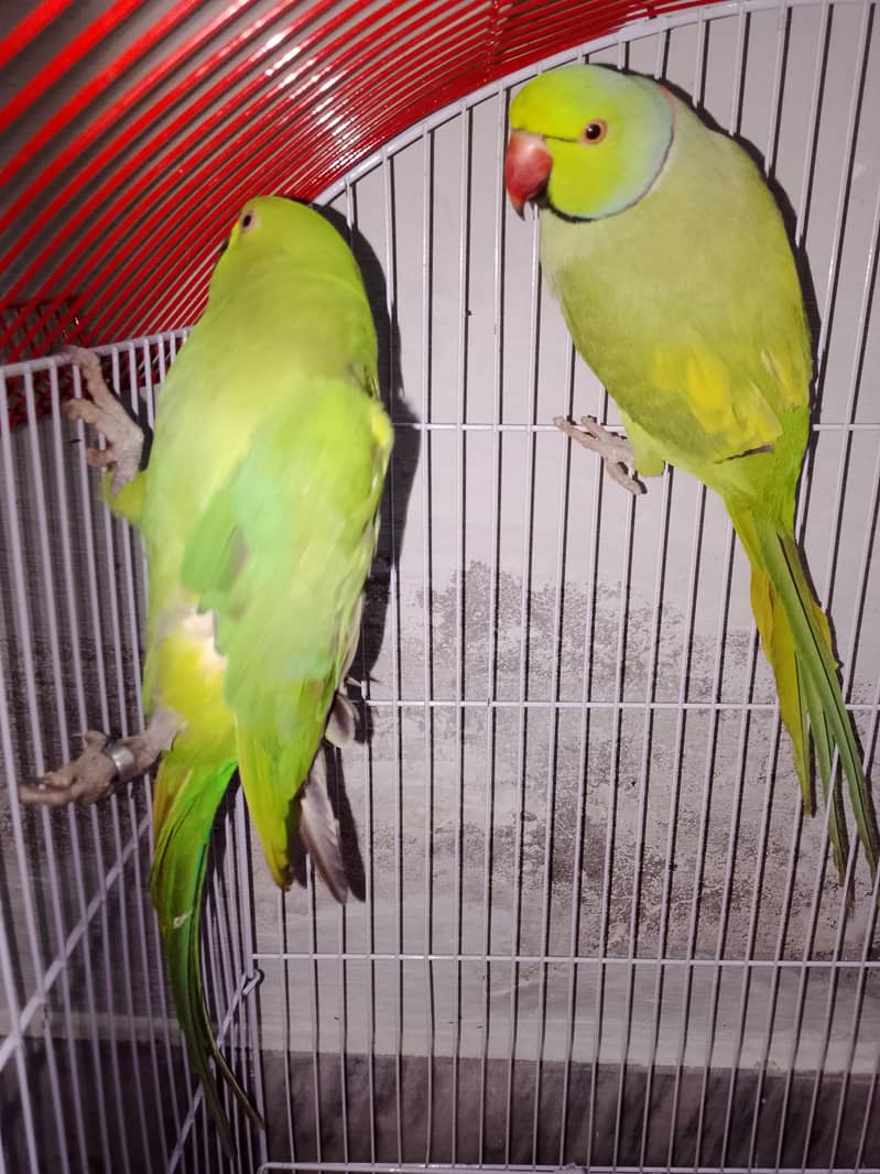 ring nick pair 2