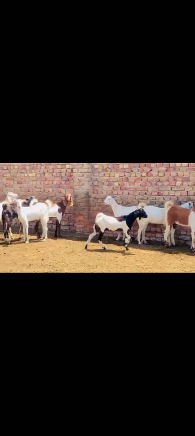 Bakray for Qurbani 2026