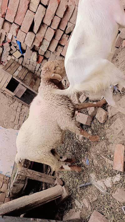 bakra kajla Mundra Lela male