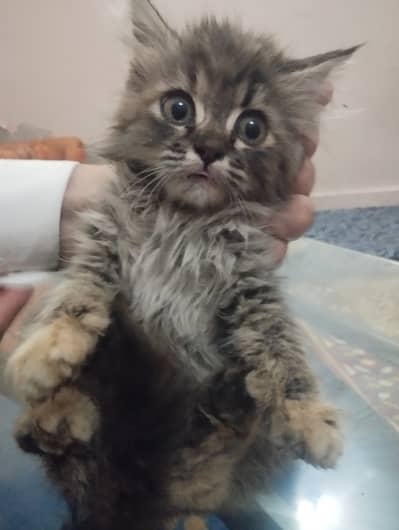 Persian Kitten Gray