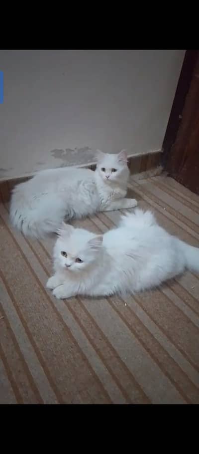 persian  kittens for sale
