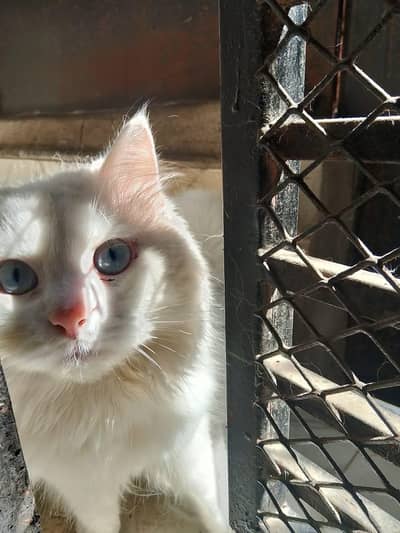 breeder MALE or  kitten for sale