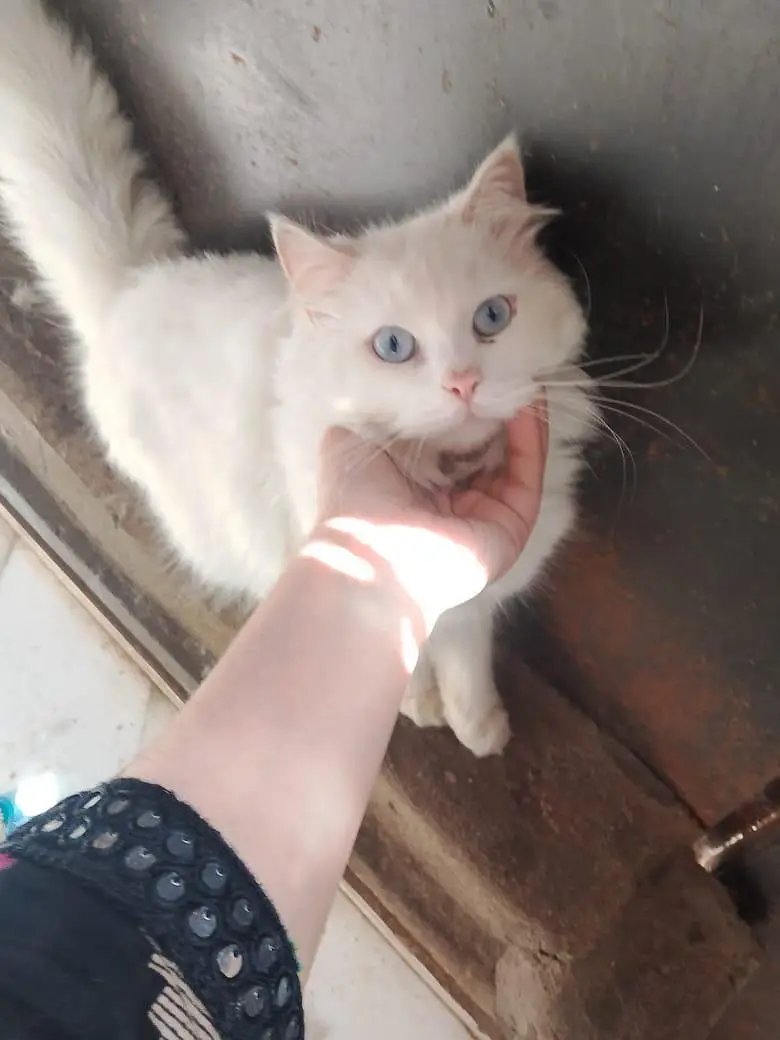 breeder MALE or  kitten for sale — photo 3