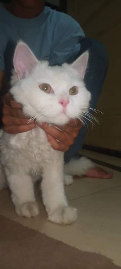 Persian cat