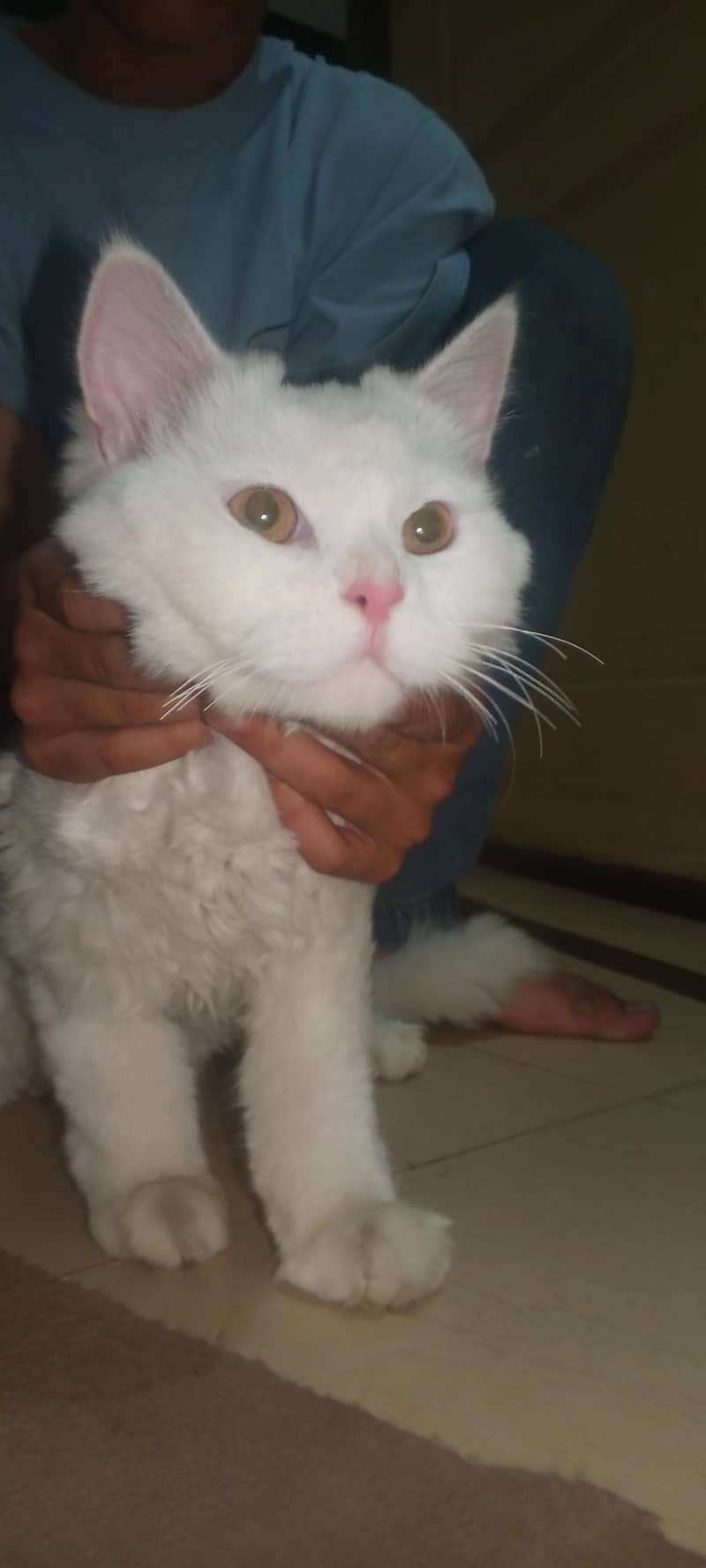 Persian cat 0