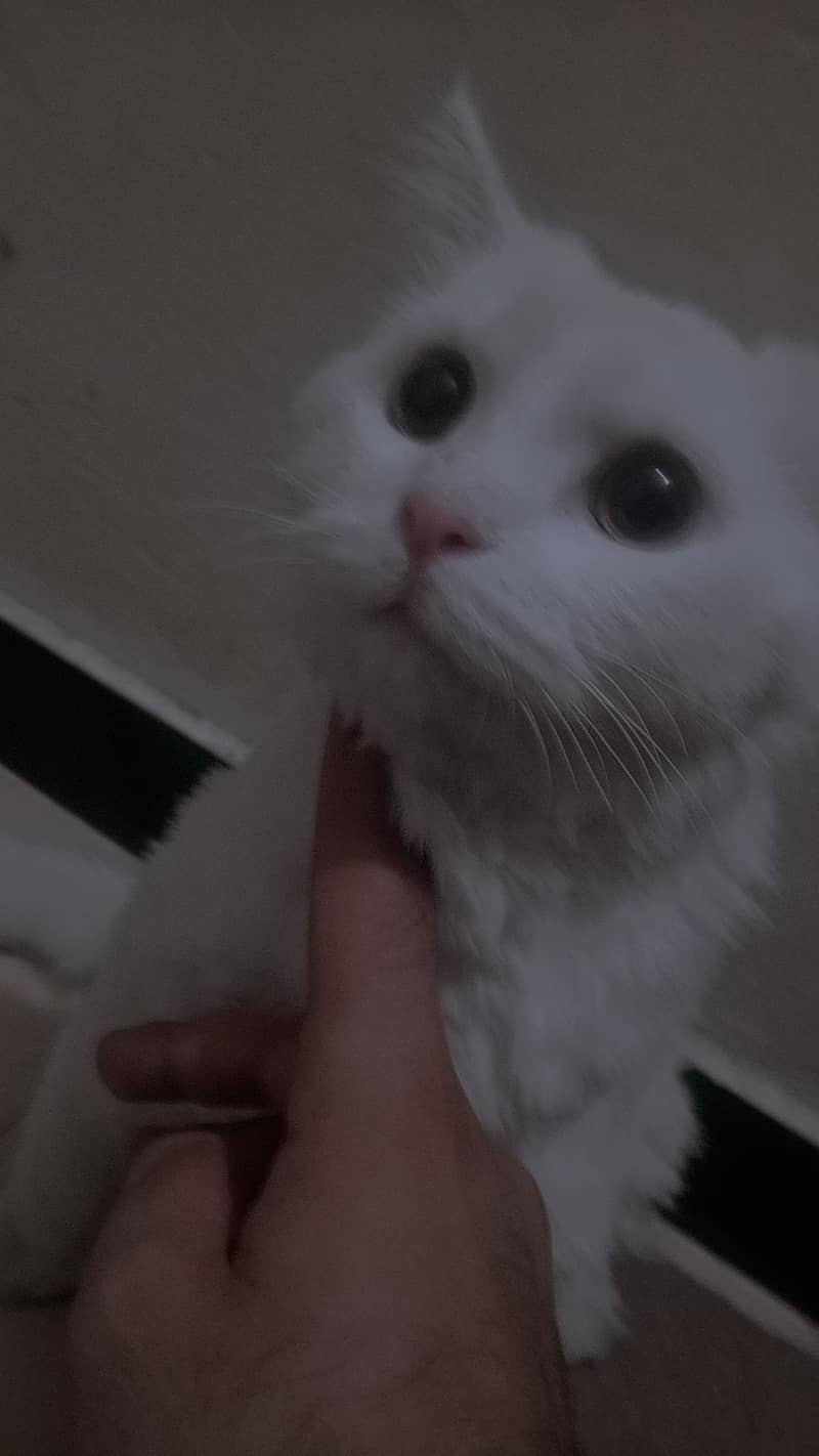 Persian cat 1