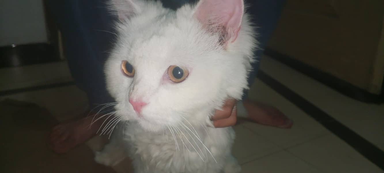 Persian cat 2
