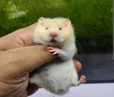 Hamsters babies