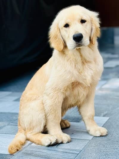 Golden retriever puppy double coat available