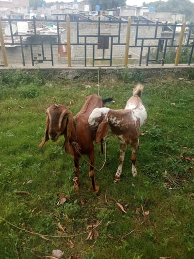 ik Bakra hai ik Bakri me dono sale kar Raha hun