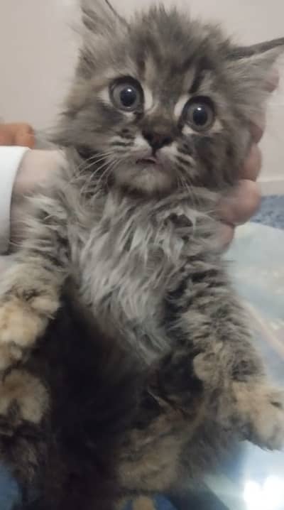 Persion kitten double + tripple coted