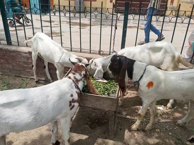 chatray or bakry for sale