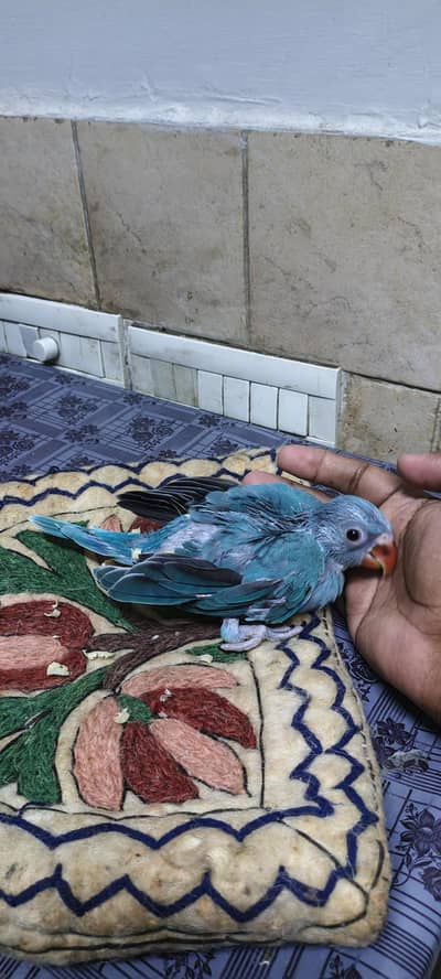 Blue Parrot | chick