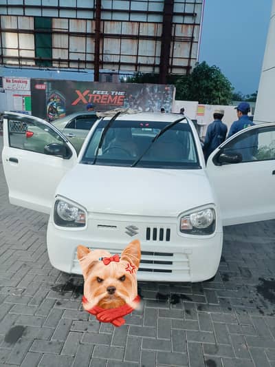 alto 2024
