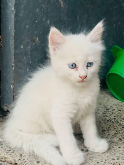 baby persian Cat