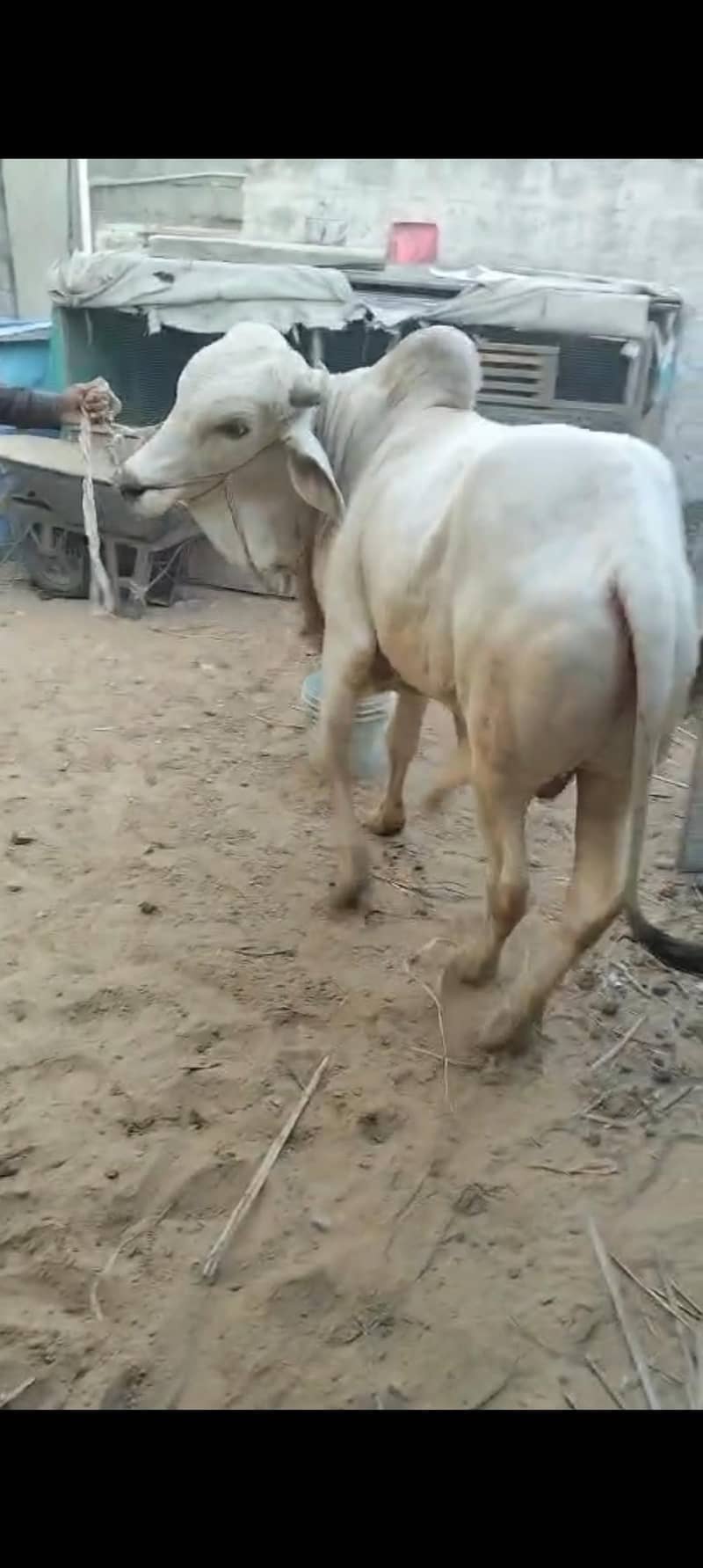 03178057431 0