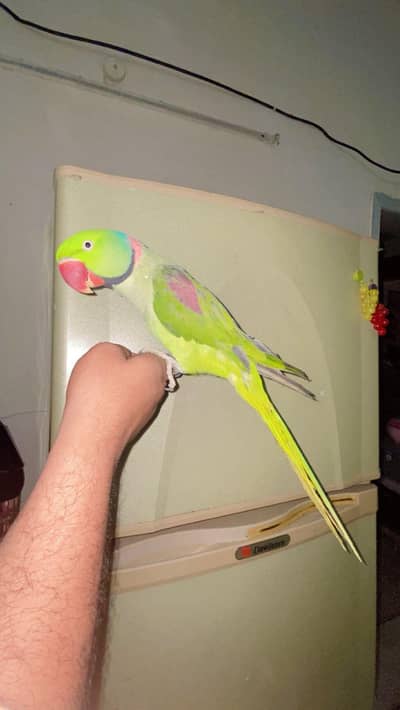 0 bite talking on mood male locking for new home