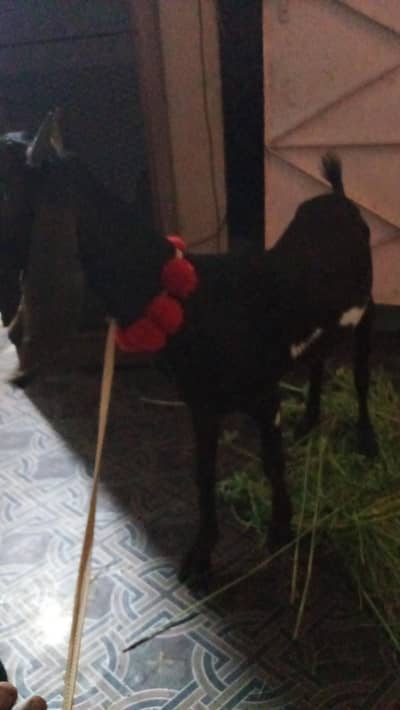 Bakra khsi 2dnat