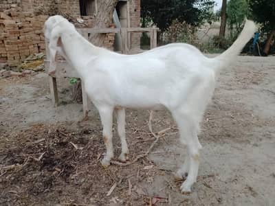 Rajanpuri bakra for sale