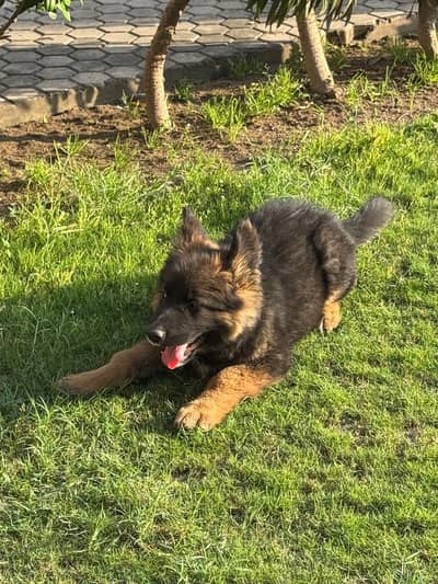 Full long cotted best bloodline breed dog