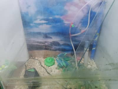 Aquarium ND fish tank