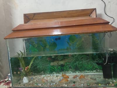 Fish Aquarium