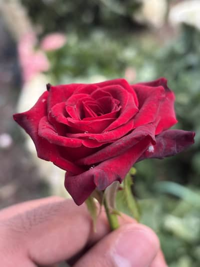 Florist