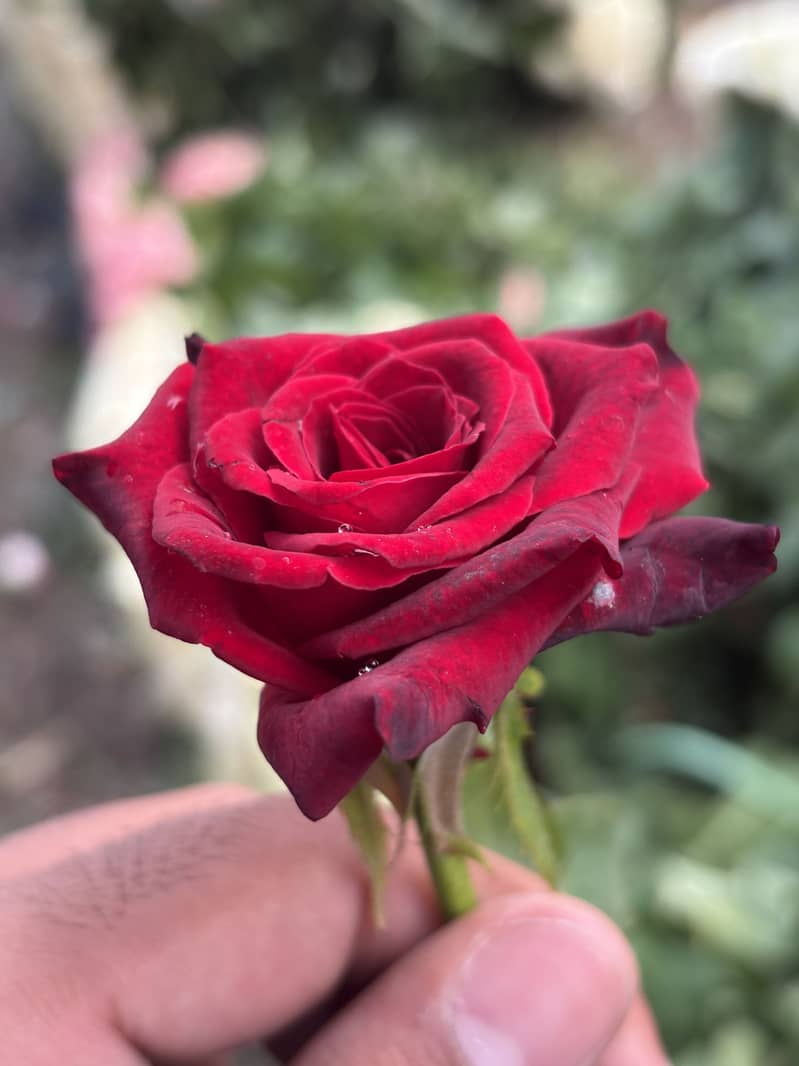 Florist 0