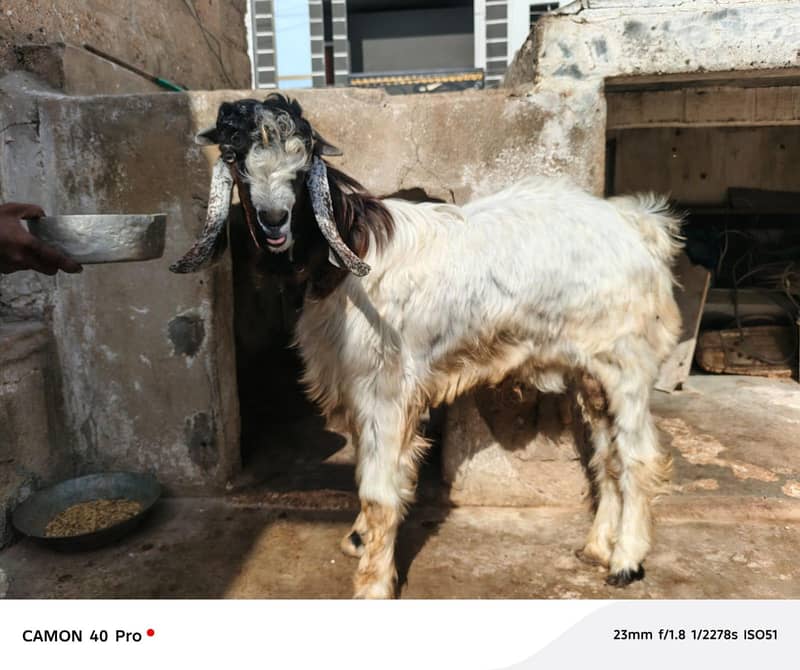 goats 0