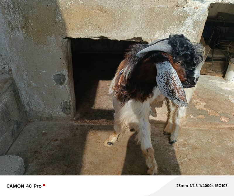 goats 1