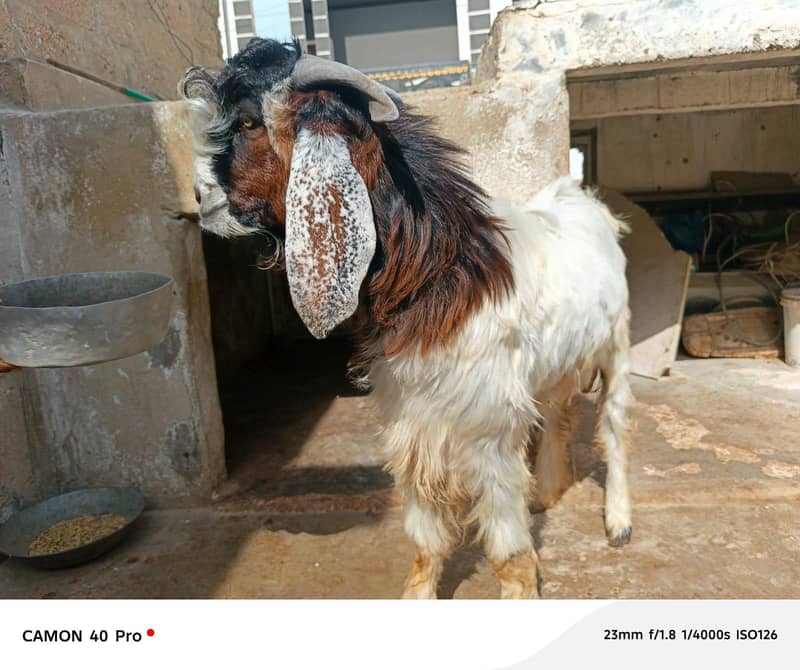 goats 2