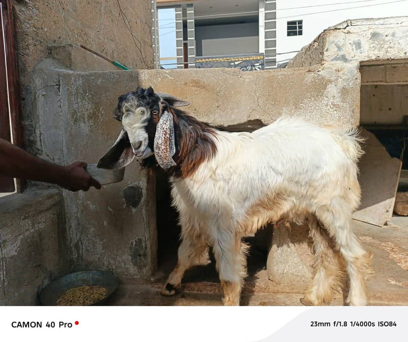 goats 3