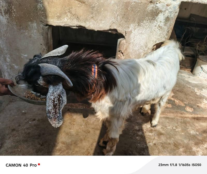goats 4