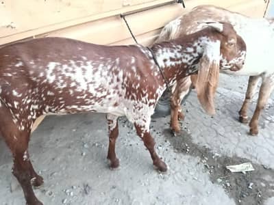 bakra
