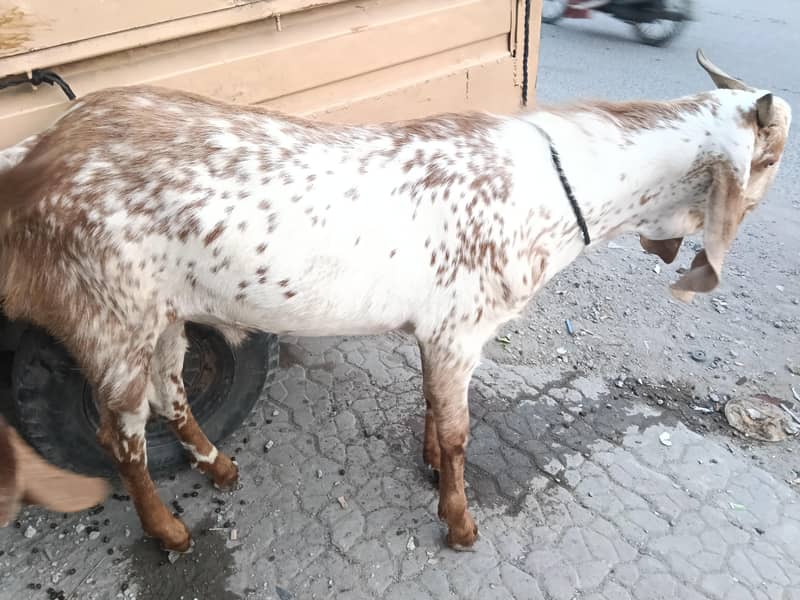 bakra 1
