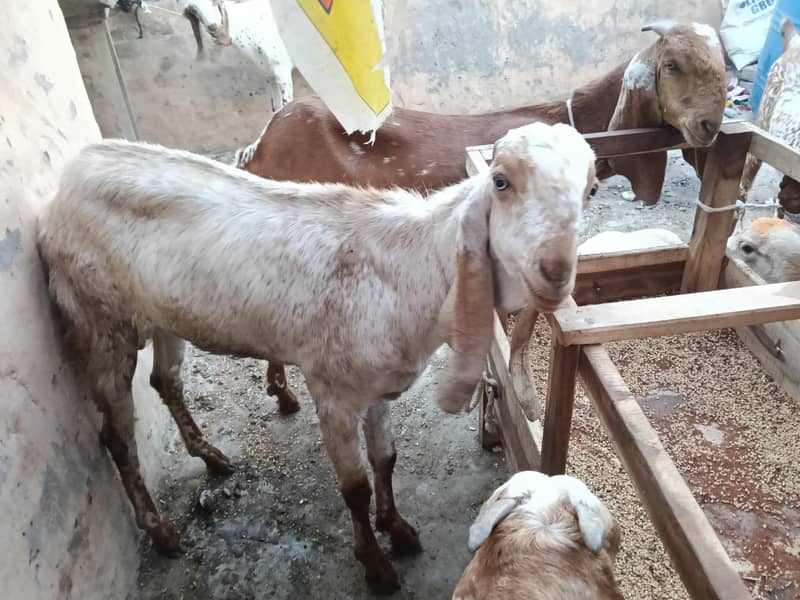 bakra 2