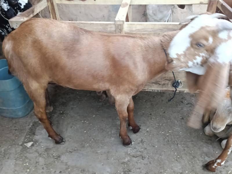 bakra 3