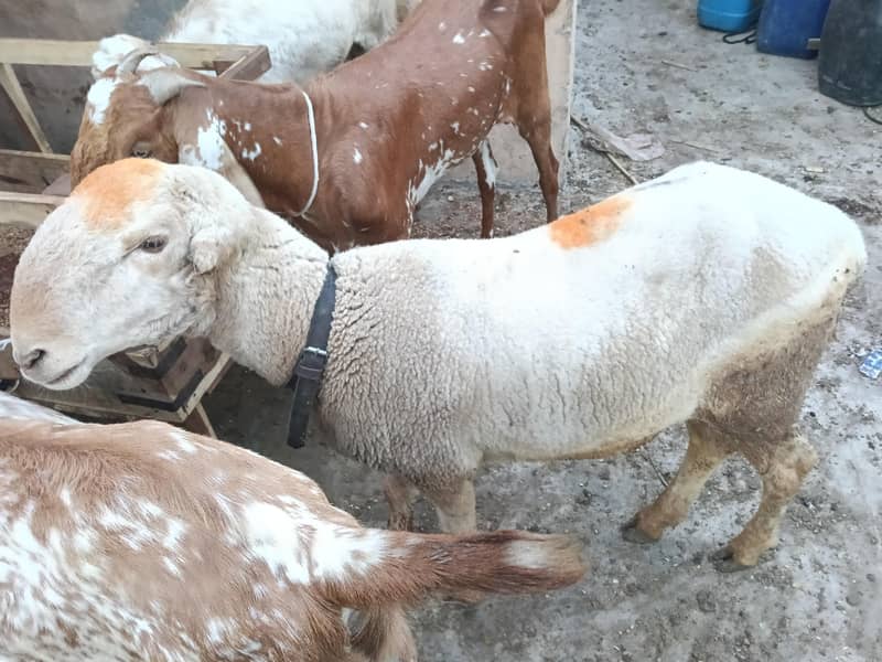 bakra 4