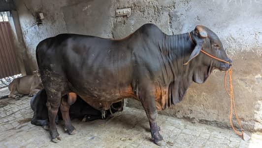 BACHRA FOR SALE