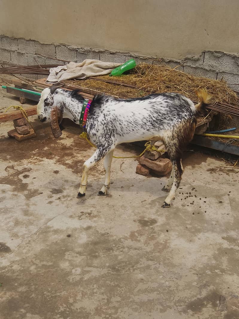 Bakra 1