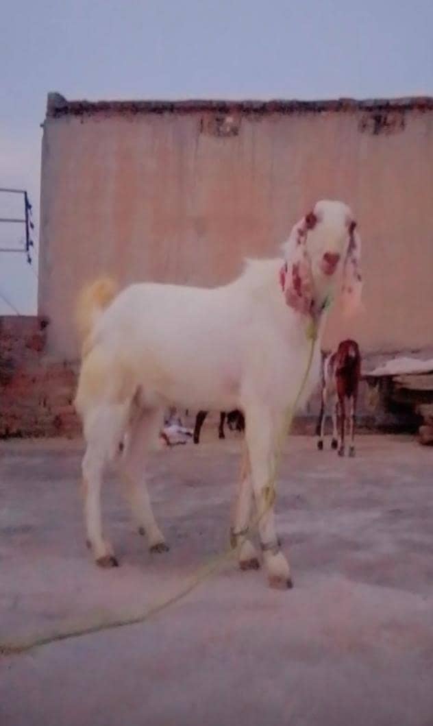 Bakra 2