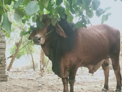Qurbani For sale بیل  Bulls