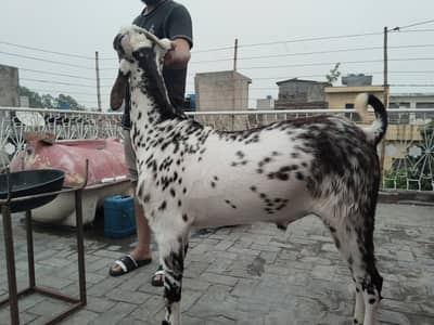 Qurbani ke liye bakra for sale | Lahore