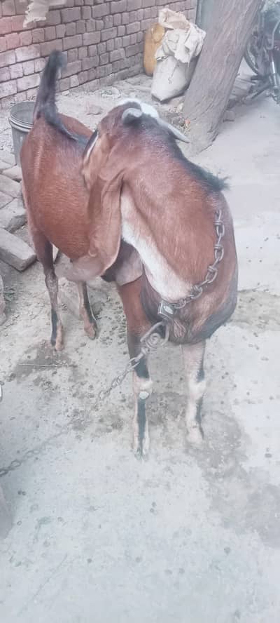 Qurbani k liy for sale sehatmand   . Contact  03226073586