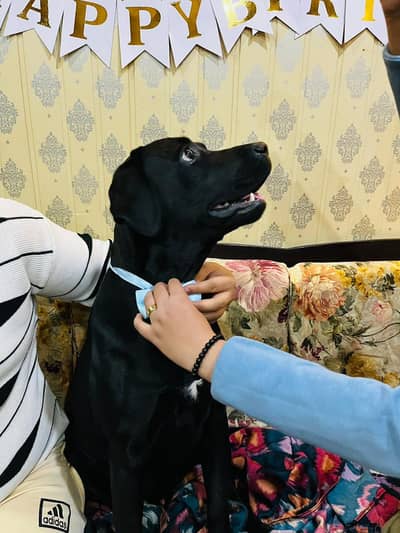 american lab happy active playfull dog intelligent